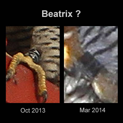 maybe Beatrix bands.jpg