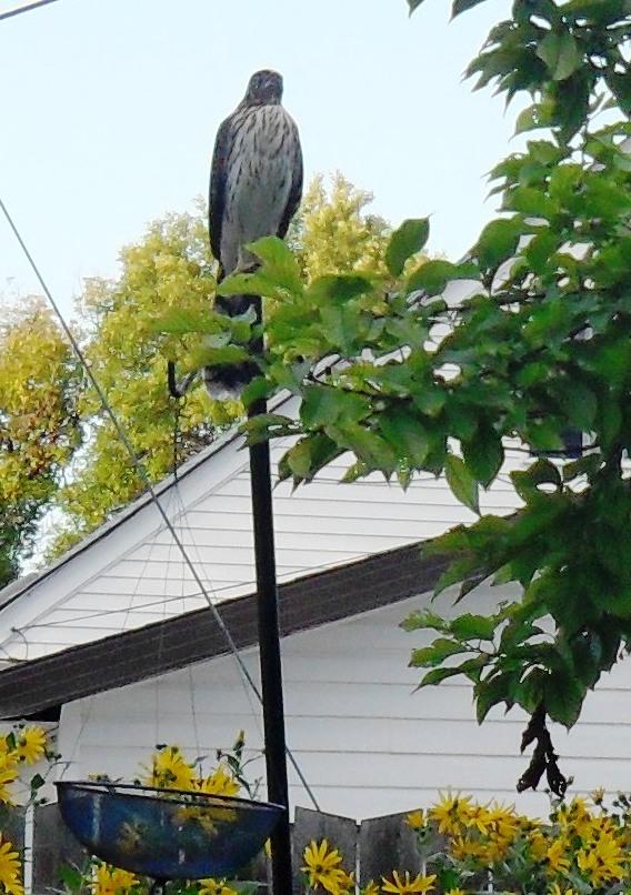 Backyard Visitor