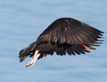 Black Oystercatcher in Bodega Bay.jpg
