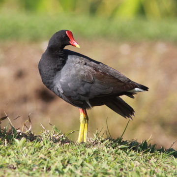 Common Moorhen on Kauai.jpg