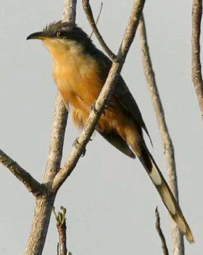 Mangrove-Cuckoo-Yucatan.jpg