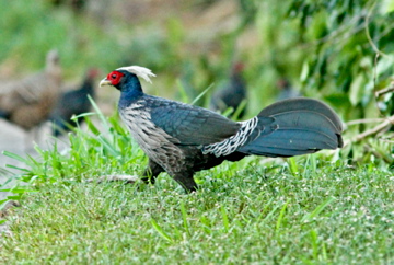 Talij Pheasant-Kauai.jpg