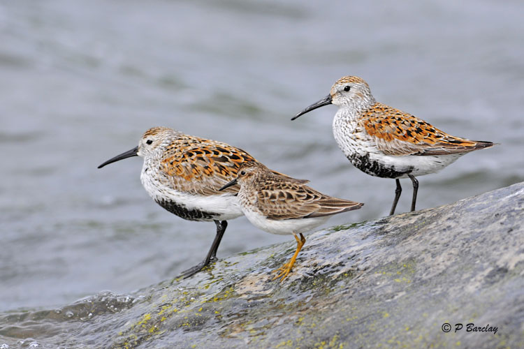 Dunlin & Least Sandpiper