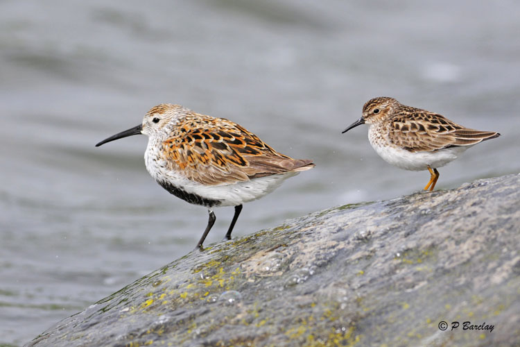 Dunlin & Least Sandpiper