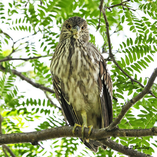 Black-crowned Night-Heron (juv)