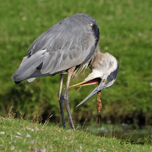 Great Blue Heron