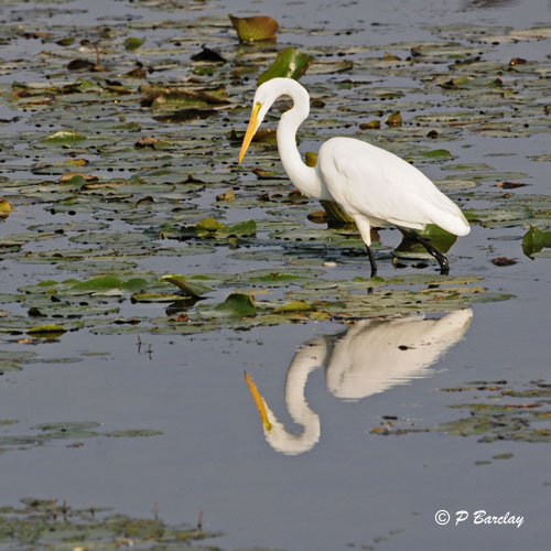 Great Egret