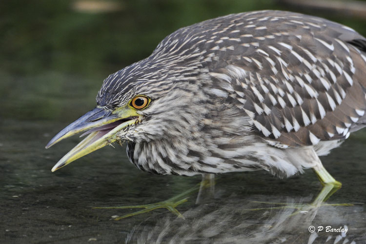 Black-crowned Night-Heron (juv)