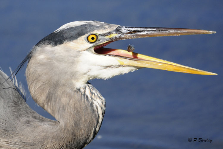 Great Blue Heron
