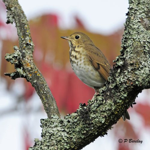 Hermit Thrush