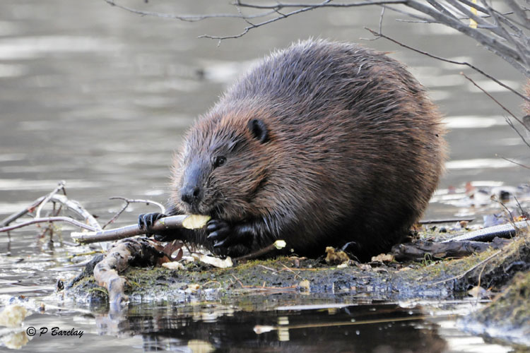 Beaver