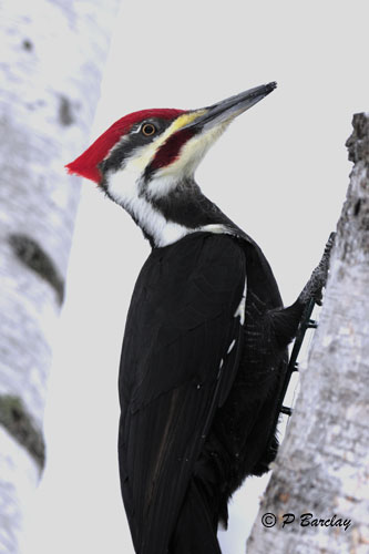 Pileated Woodpecker (m)