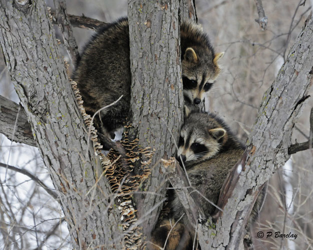 Raccoons