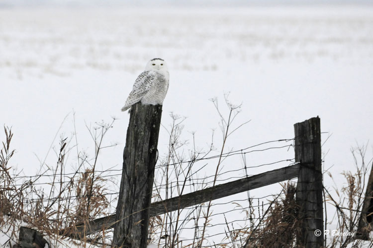 Snowy Owl