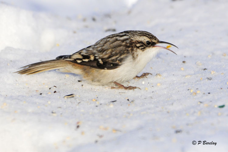 Brown Creeper:  SERIES