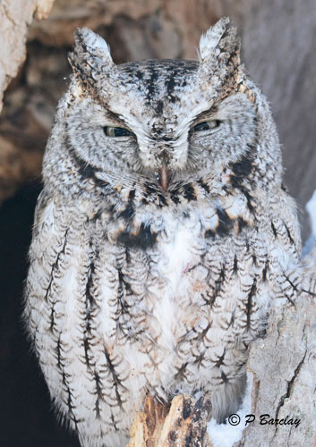 Eastern Screech Owl