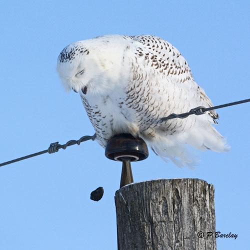 Snowy Owl