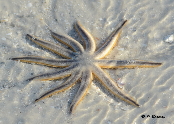 Starfish