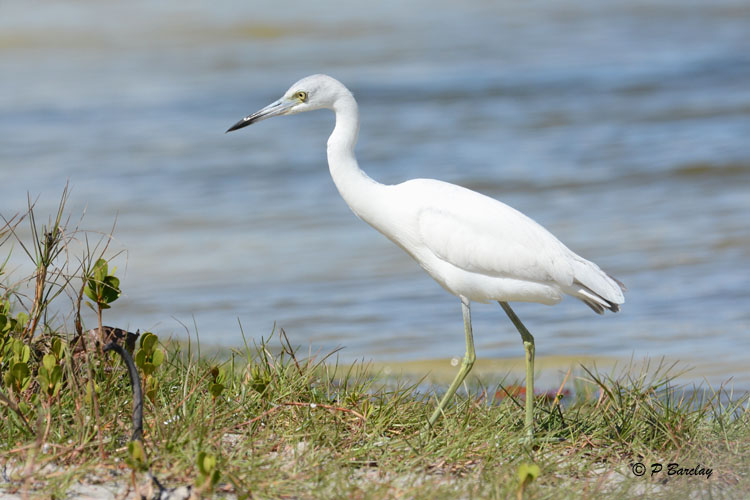 Little Blue Heron (juv)