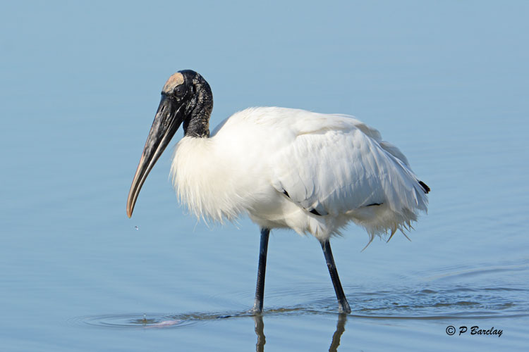 Wood Stork