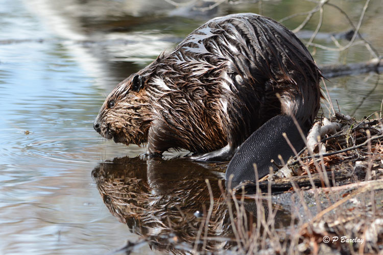 Beaver
