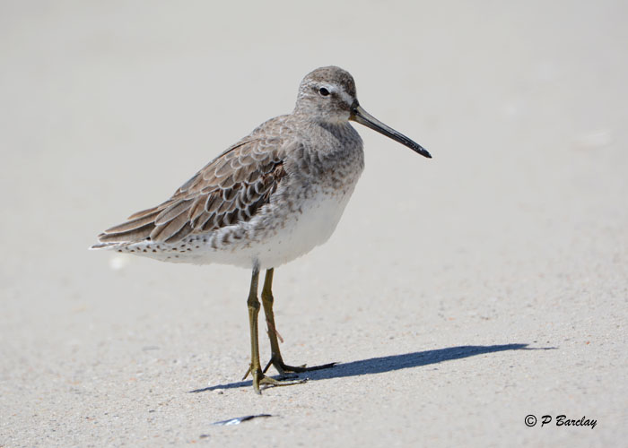 Short-billed Dowitcher