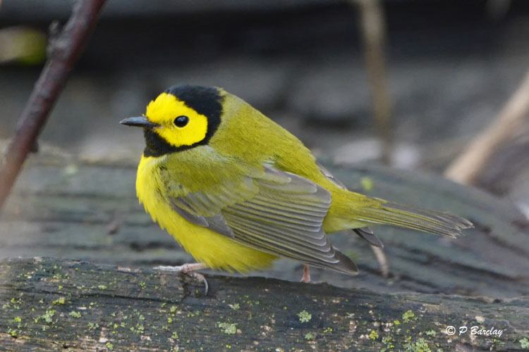 Hooded Warbler (m)
