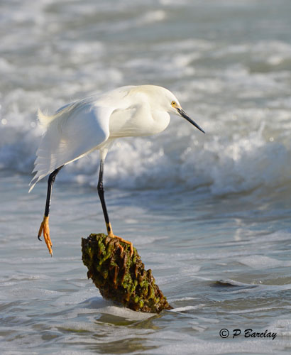 Snowy Egret:  SERIES