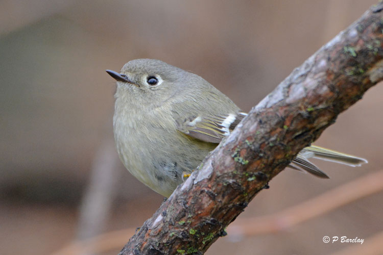 Ruby-crowned Kinglet