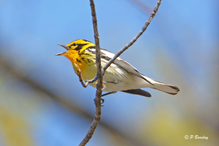 Blackburnian Warbler