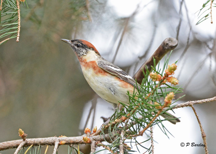 Bay-breasted Warbler