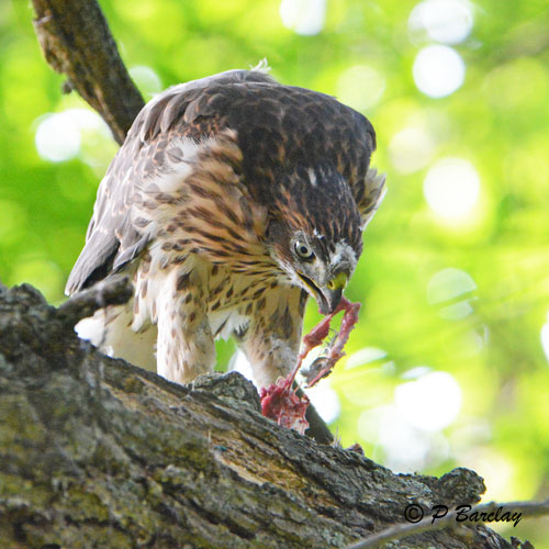 Coopers Hawk (juv):  SERIES