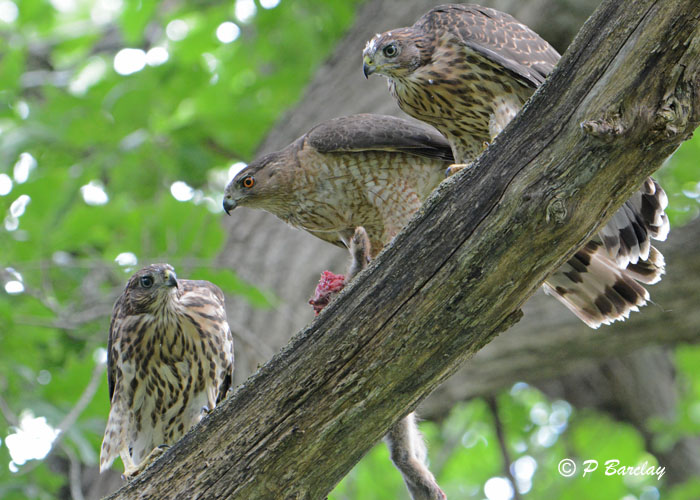 Coopers Hawk Family:  SERIES 2