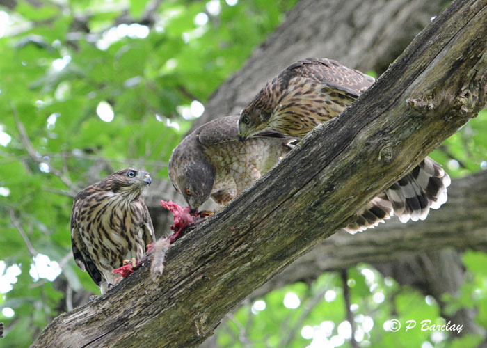 Coopers Hawk Family:  SERIES 3