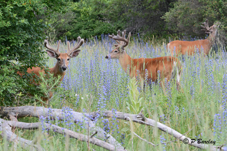 White-tailed Deer