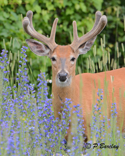 White-tailed Deer:  SERIES