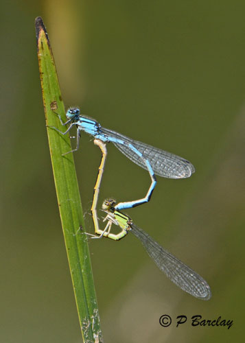 Blue Damselflies
