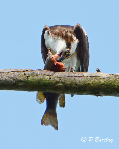 Osprey: SERIES