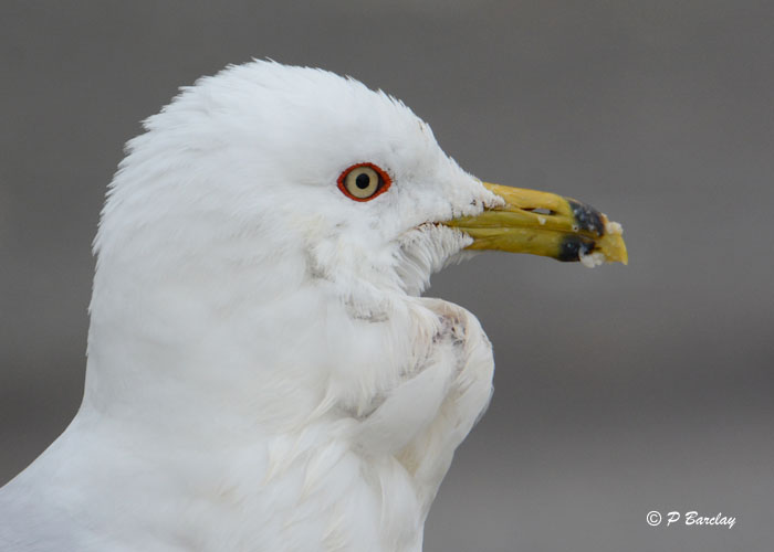 Ring-billed Gull