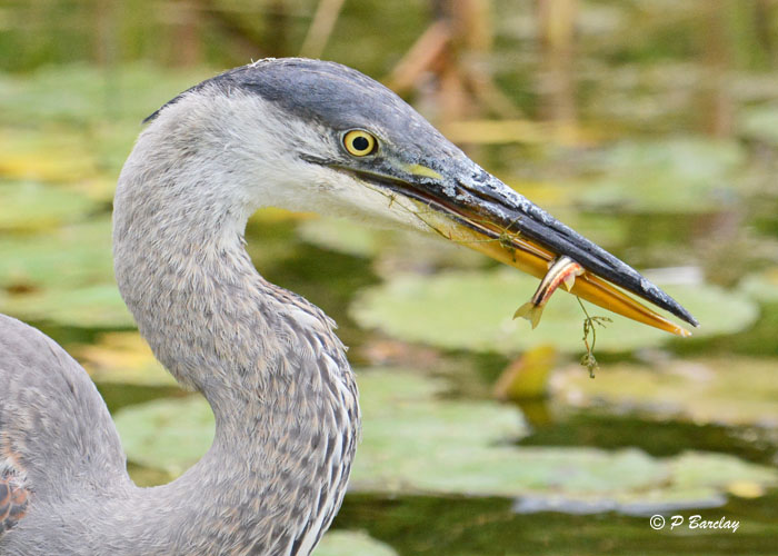 Great Blue Heron (juv)
