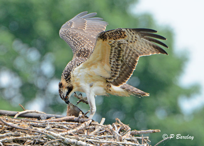 Osprey (juv)