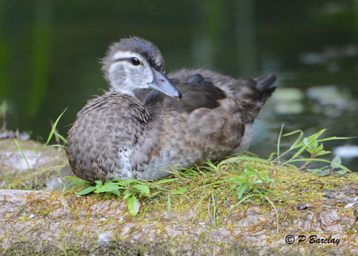 Wood Duck (juv)