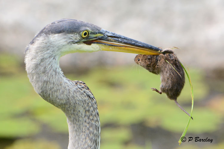 Great Blue Heron (juv)