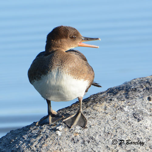 Hooded Merganser (juv)