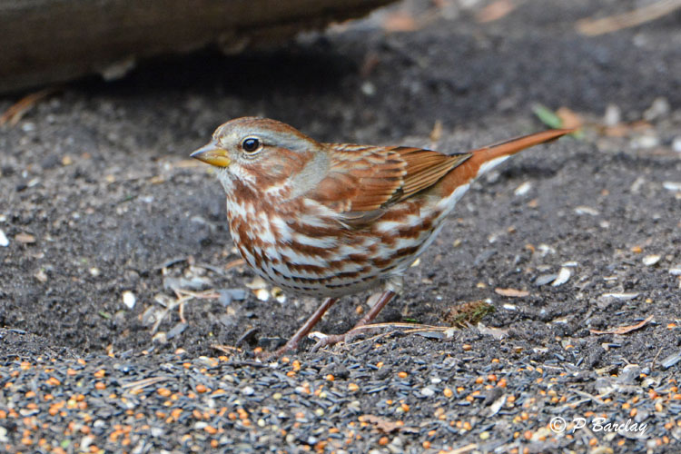 Fox Sparrow