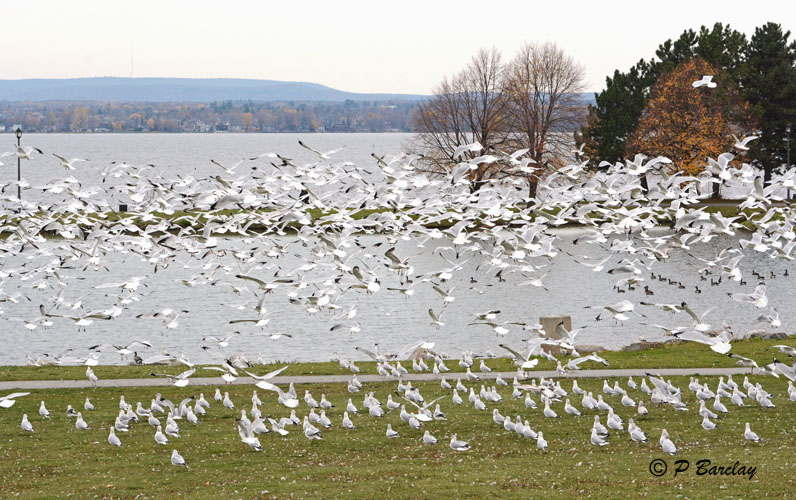 Ring-billed Gulls:  SERIES