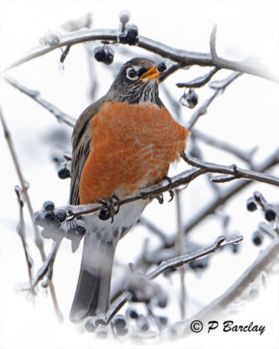 Robin:  SERIES