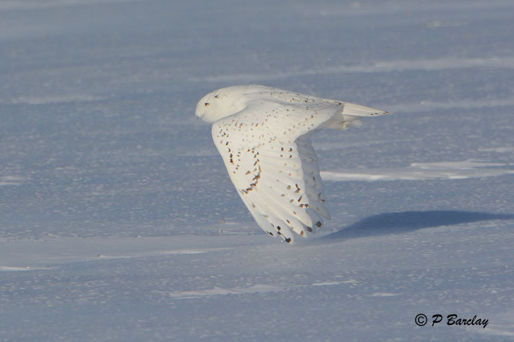 Snowy Owl