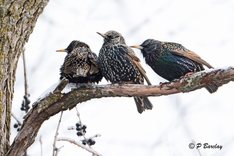 European Starlings
