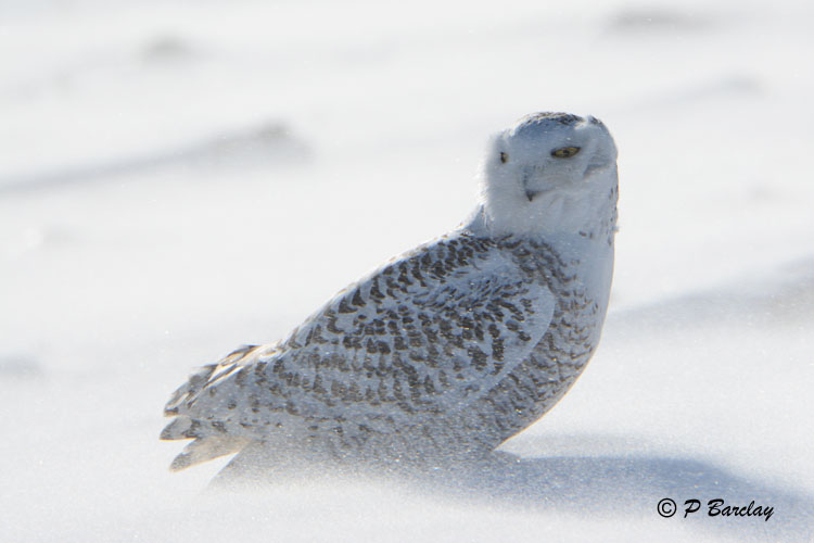 Snowy Owl